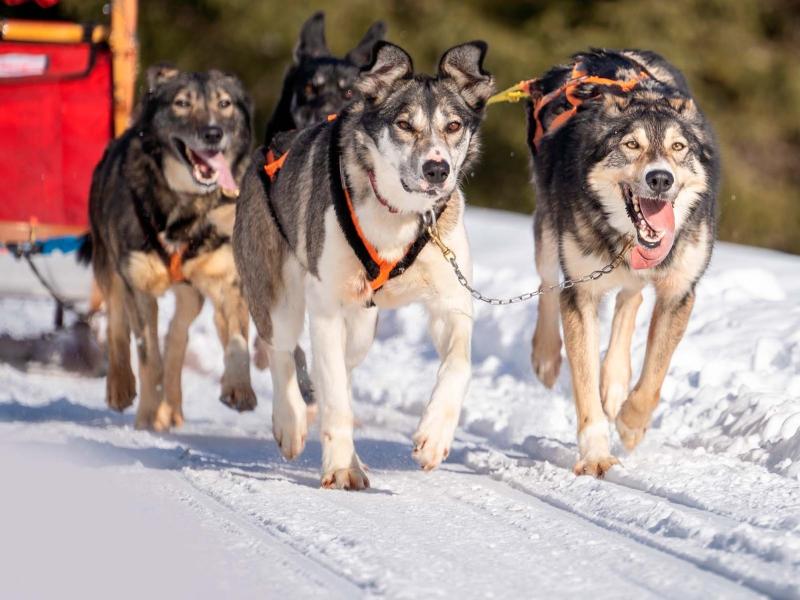 Cani da slitta corrono sulla neve trainando una slitta rossa.